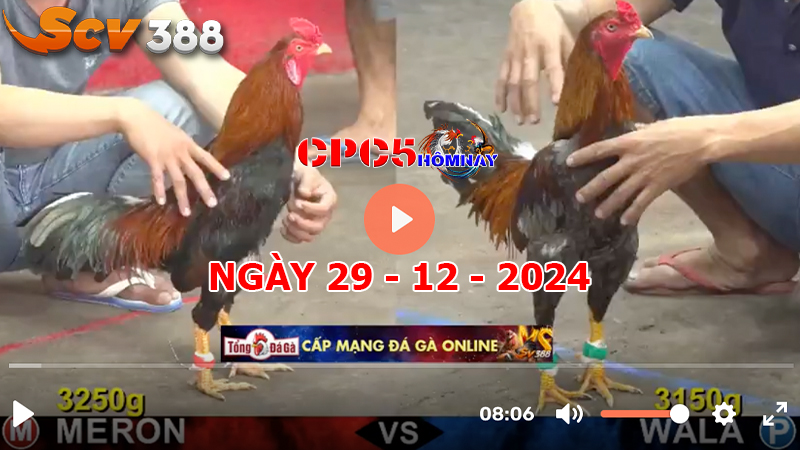 Đá gà CPC5 ngày 29-12-2024