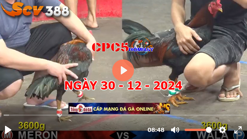 Đá gà CPC5 ngày 30-12-2024