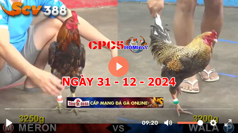 Đá gà CPC5 ngày 31-12-2024